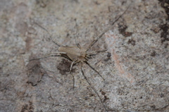 Odiellus troguloides