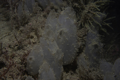 Ascidiella aspersa