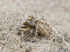 Yllenus turkestanicus