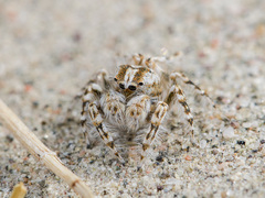 Yllenus turkestanicus