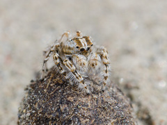 Yllenus turkestanicus