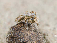 Yllenus turkestanicus