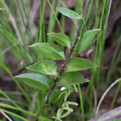Psoralea imbricata
