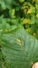 Aceria tenella