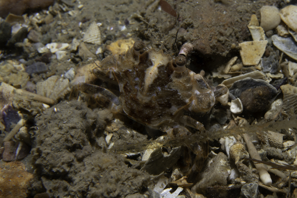 Marbled Swimming Crab