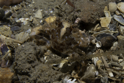Marbled Swimming Crab