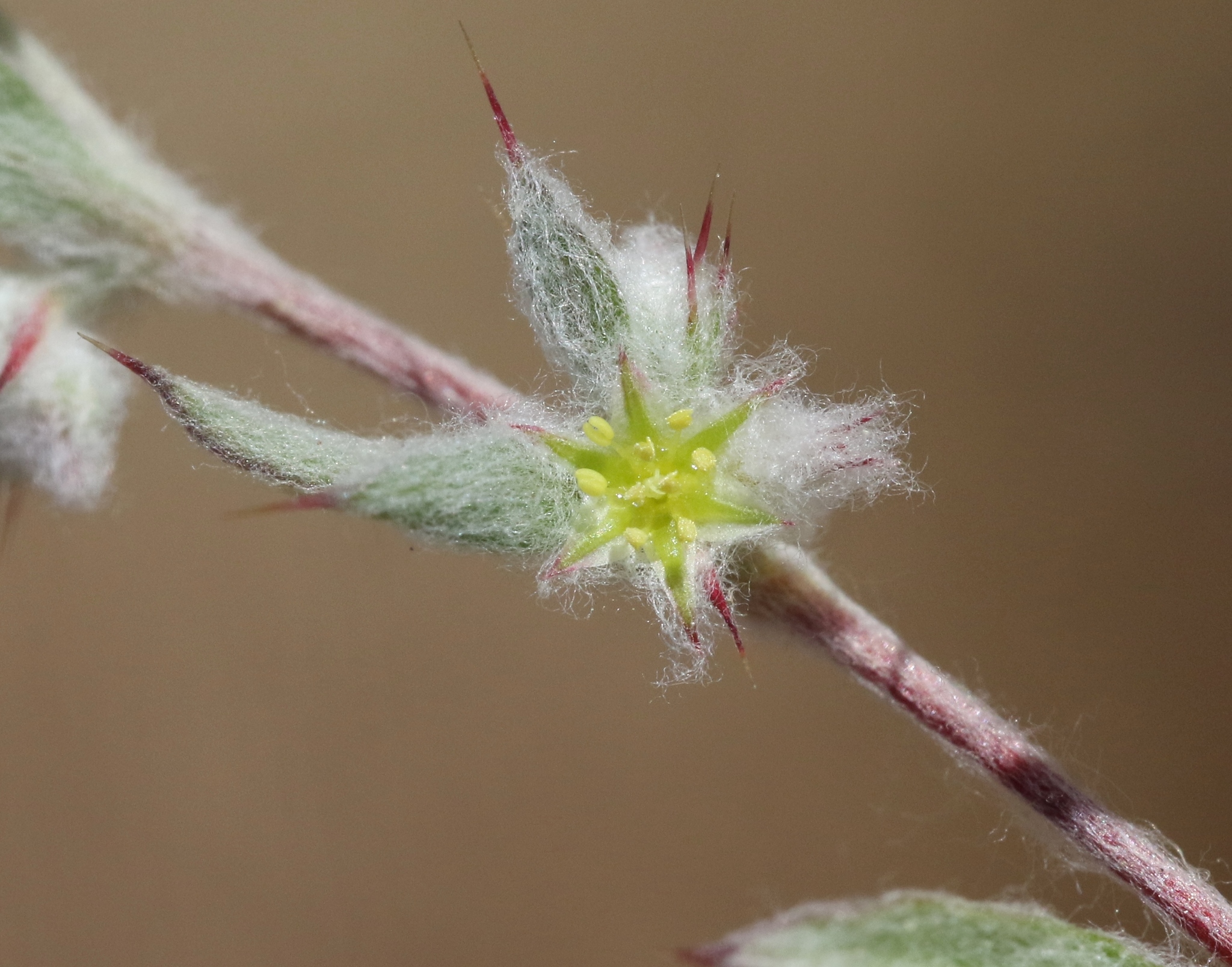 Hollisteria lanata