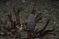 Stenogramma interruptum