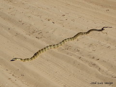 Palusophis bifossatus