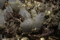 Ascidiella aspersa