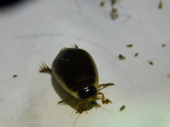 Onychohydrus scutellaris