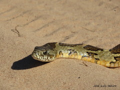 Palusophis bifossatus