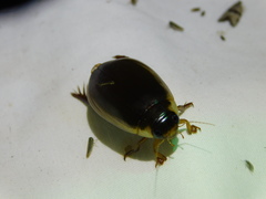 Onychohydrus scutellaris