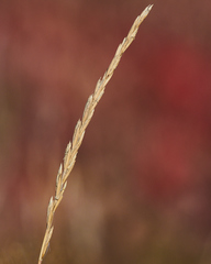 Elymus trachycaulus