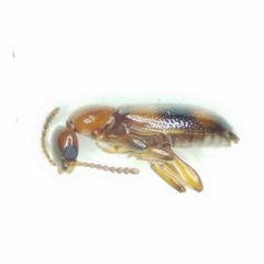 Vacusus vicinus