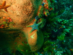 Callopatiria formosa