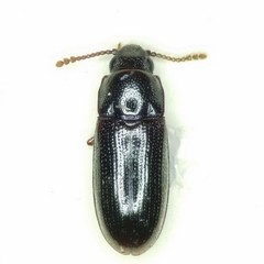 Pharaxonotha kirschii