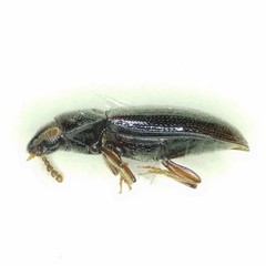 Pharaxonotha kirschii
