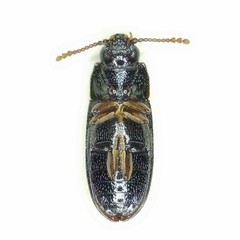 Pharaxonotha kirschii