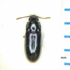 Pharaxonotha kirschii