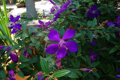 Pleroma semidecandrum