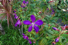 Pleroma semidecandrum