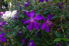 Pleroma semidecandrum