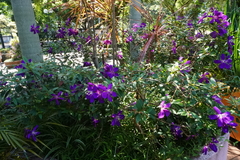 Pleroma semidecandrum