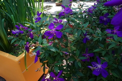 Pleroma semidecandrum