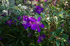 Pleroma semidecandrum