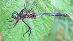 Somatochlora walshii