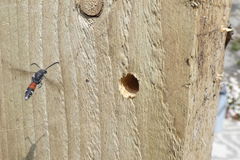 Sapyga quinquepunctata