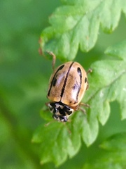 Mulsantina hudsonica