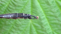 Somatochlora walshii