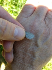 Celastrina echo