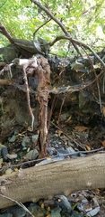 Araneae
