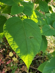 Catalpa speciosa