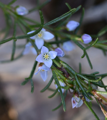 Cyanothamnus ramosus