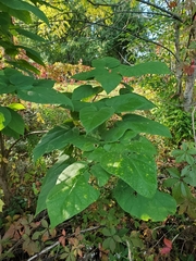 Catalpa speciosa
