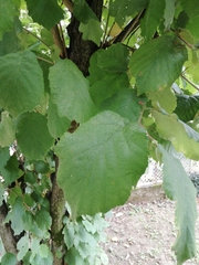 Corylus avellana