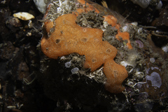 Didemnum pseudofulgens