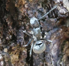 Polyrhachis illaudata