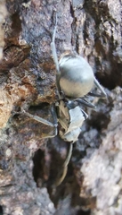 Polyrhachis illaudata