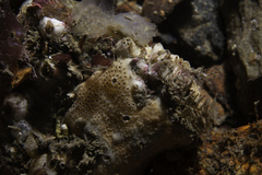 Polysyncraton bilobatum
