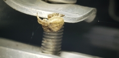 Araneus ventricosus