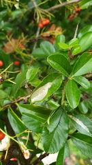 Phyllonorycter leucographella