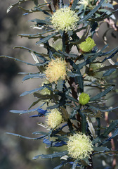 Banksia squarrosa