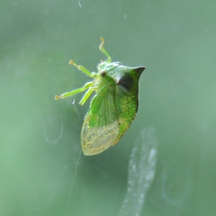 Hadrophallus bubalus