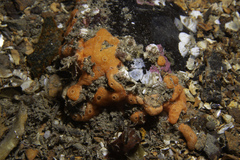 Didemnum pseudofulgens