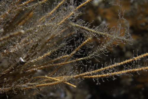 Hydroid